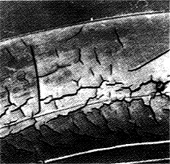 サイドのひび割れ